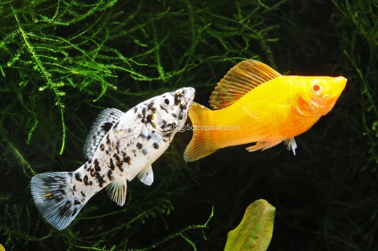 Picture of PREMIUM ASST             