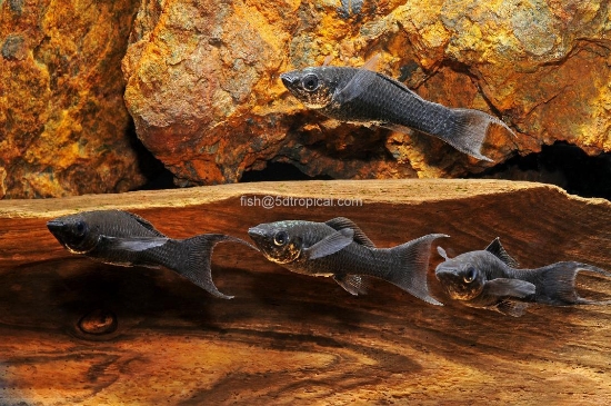 Picture of MOLLY-BLK LYRE MED             