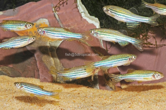 Picture of ZEBRA DANIO(IMPORT)-     
