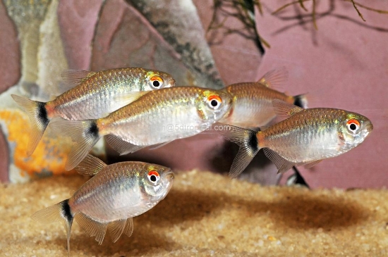 Picture of TETRA-RED EYE 