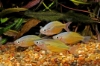 Picture of RAINBOWFISH-YELLOW MD           