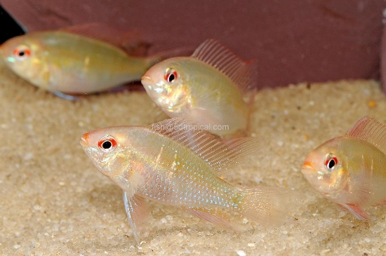 Picture of CICHLID-GERMAN GOLD RAM-REG