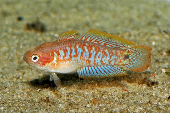 Picture of MISC-GOBY-PEACOCK GUDGEON-         