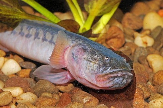 Picture of DRAGON FISH W.W.-        