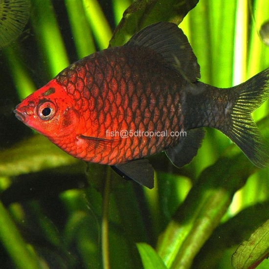 Picture of BARB-BLK RUBY           