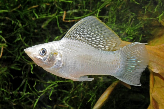 Picture of MOLLY- SILVER SAILFIN LRG-            