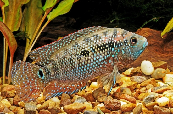 Picture of CICHLID-JACK DEMPSEY MED             
