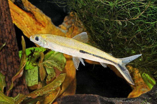 Picture of REDTAIL HEMIODUSW.W.     