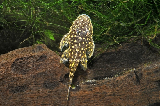 Picture of L-18 GOLD NUGGET-WW      