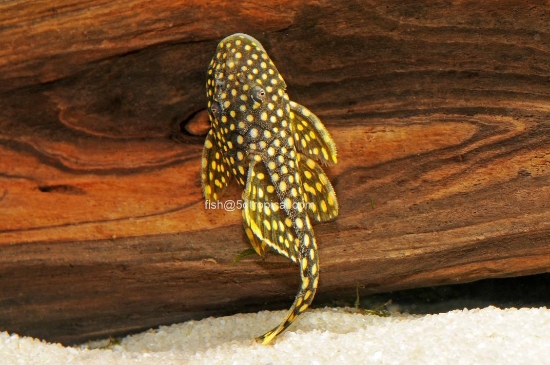 Picture of SOUTH AMERICAN PLECO-L-177 IRIRI PLEC"IRIRI"    