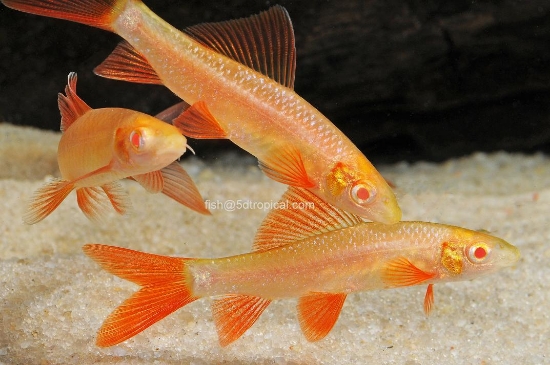 Picture of SHARK-ALBINO RAINBOW 1.5-             