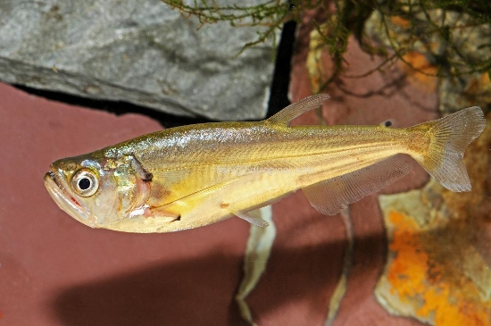 Picture of SABERTOOTH LG-WW(NO TX   