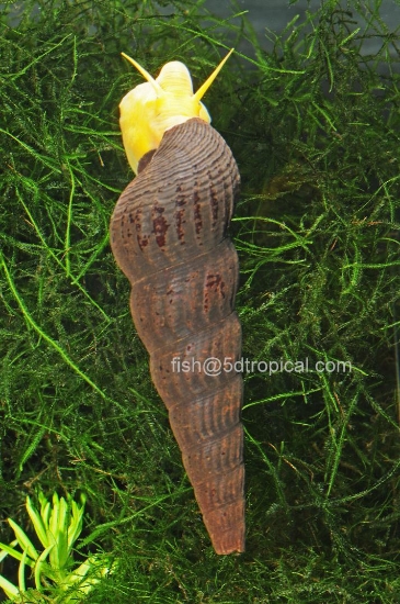 Picture of SNAIL-ORANGE RABBIT POSO (NO GA 