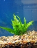 Picture of PLANT-JAVA FERN ON VOLCANIC ROCK           