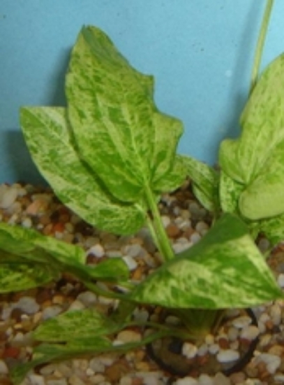 Picture of PLANT-RADICAN MARBLE QUEEN MED SPECIES: ECHINODORUS CORDIFOLIUS   