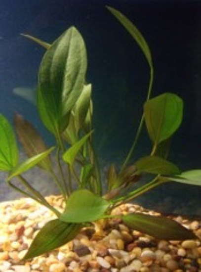 Picture of PLANT-RUBY(RED MELON)MED SPECIES: ECHINODORUS BARTHII      