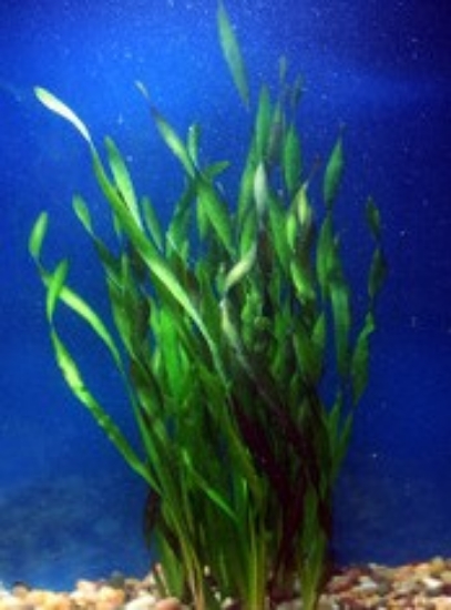 Picture of PLANT-CONTORTION VAL  SPECIES: VALLISNERIA ASIATICA         