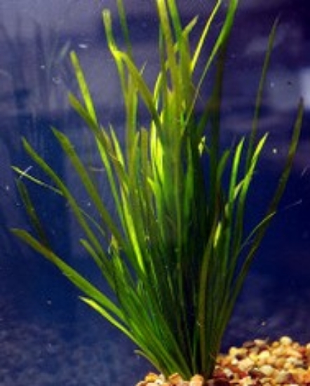 Picture of ITALIAN VAL              