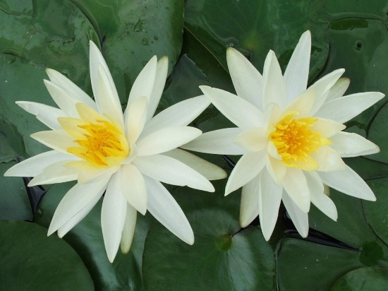 Picture of LILY HARDY WHITE         