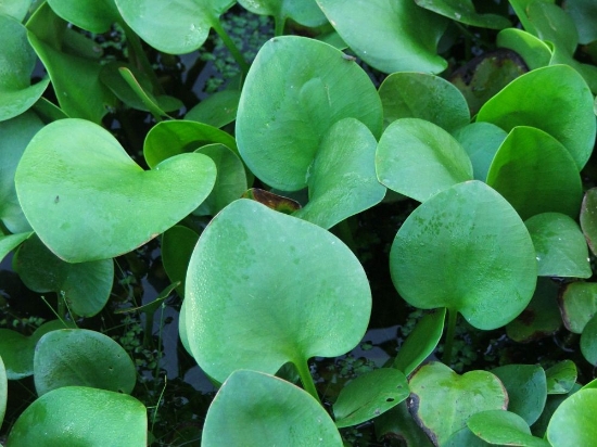 Picture of FROGBIT                  