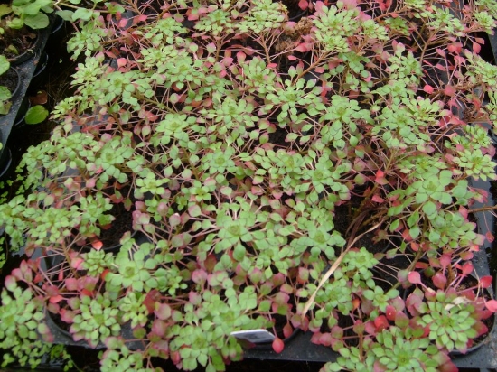 Picture of MOSAIC PLANT             