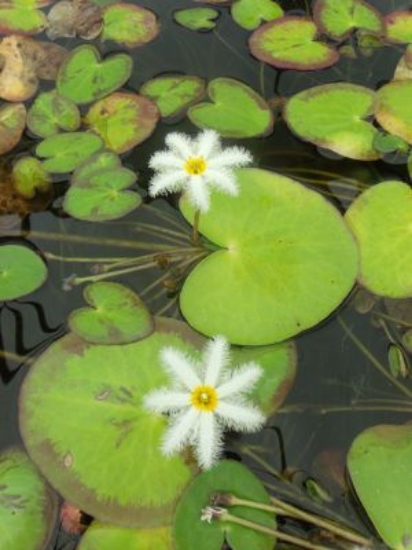 Picture of WHITE SNOW FLAKE LILY    