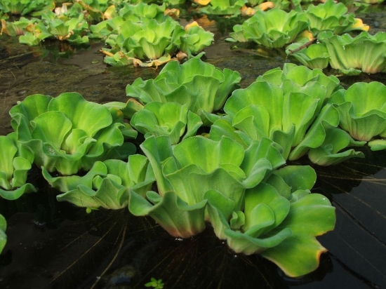 Picture of WATER LETTUCE (NO FLA)-  