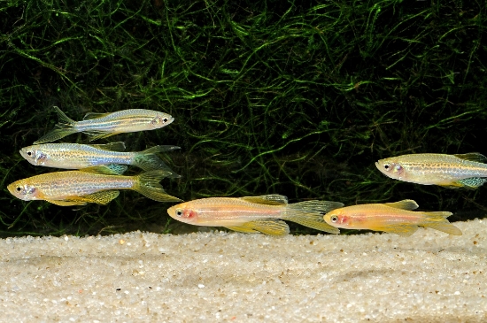 Picture of DANIO-ASSORTED LONGFIN       