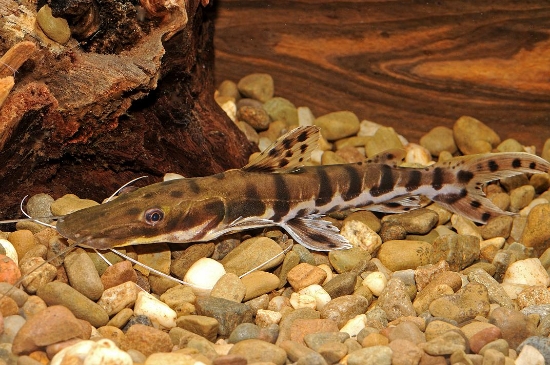 Picture of TIG SHOVEL 5"-           