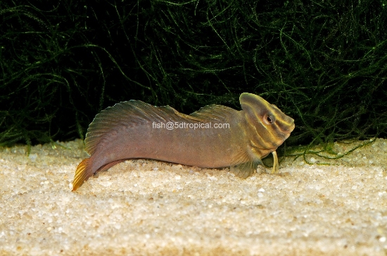 Picture of TOP HAT BLENNY-W.W.      