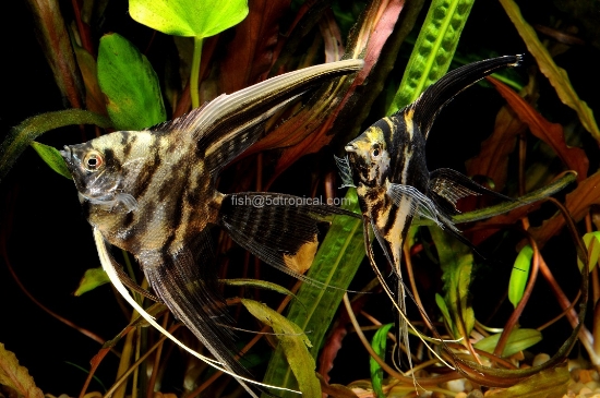 Picture of MARB VEIL ANGEL-         