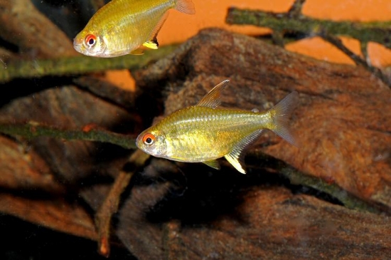 Picture of TETRA-LEMON -IMPORT       