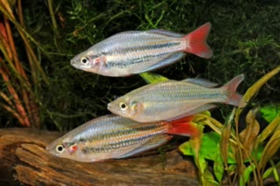 Picture of RAINBOW FISH-DEEPWATER CREEK LG  
