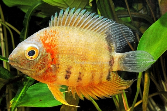 Picture of RAINBOW SEV MD TR. (FL)  