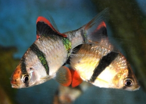 Picture for category Barbs