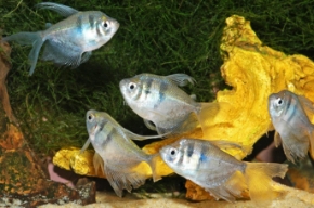 Picture for category Tetras