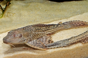 Picture for category Plecostomus