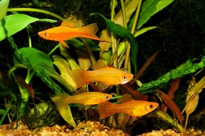 Picture for category Swordtails