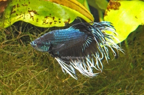 Picture for category Bettas
