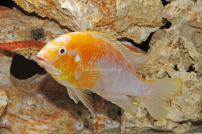 Picture for category Cichlid-Mbuna