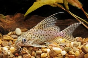 Picture for category Synodontis - Tank-raised