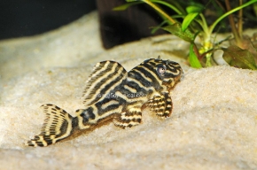 Picture for category South American Plecostomus