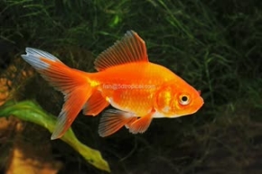 Picture for category Goldfish-Domestic