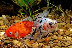 Picture for category Goldfish-Fancy