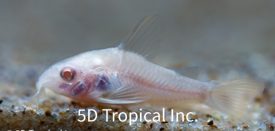 Picture of CORY-ALBINO PALEATUS        