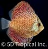 Picture of DISCUS-LEOPARD 2-2.5"SINGAPORE   