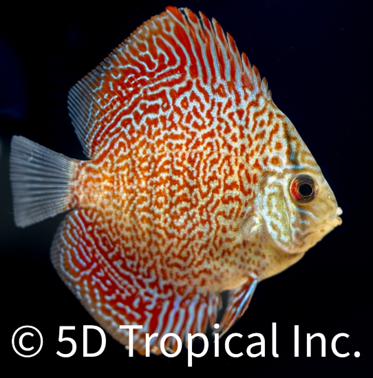 Picture of DISCUS-LEOPARD 2-2.5"SINGAPORE   
