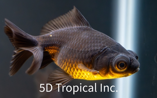 Picture of GOLDFISH-BLACK MOORE 6-7CM-     