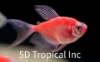 Picture of GLOFISH(R)TETRA-LONGFIN STARFIRE RED(R) 
