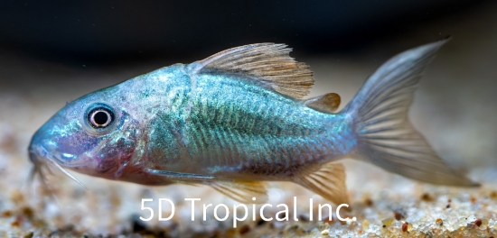 Picture of CORY-BROCHIS SPLENENS TR-W.W.    